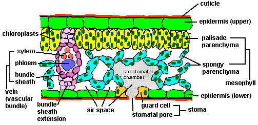 Internal Structure Of A Leaf And Its Function