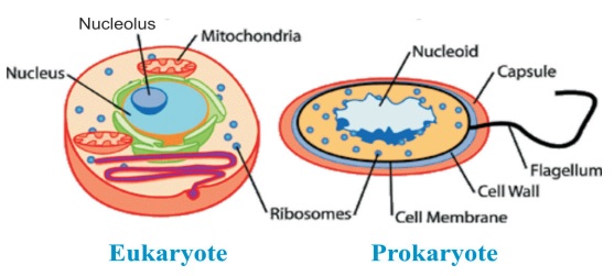 Prokaryotic are Eukaryotic Cells - Study Page